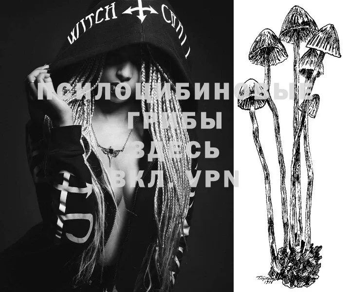 Псилоцибиновые грибы Psilocybe  Зима 